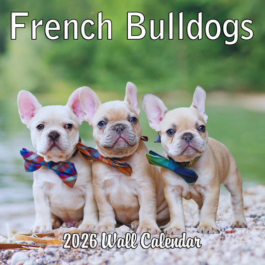 2026 French Bulldogs Monthly Hangable Wall Calendar | 12" x 24" | September 2025 - December 2026 Dog Calendar