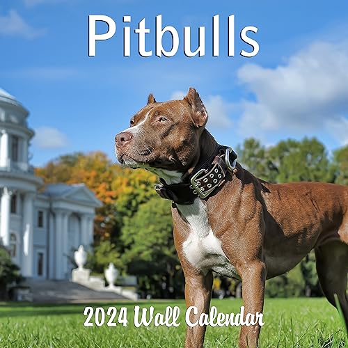 2024 Pitbulls Monthly Hangable Wall Calendar with Four Bonus Months fr