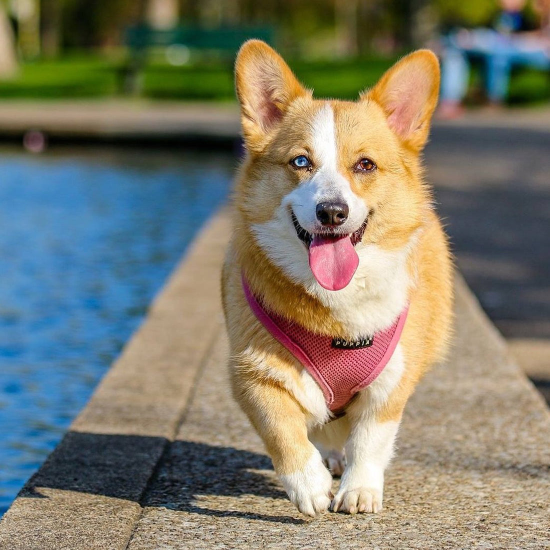 Paws and Plans: Why This Corgi Calendar Makes the Perfect Gift for Corgi Lovers