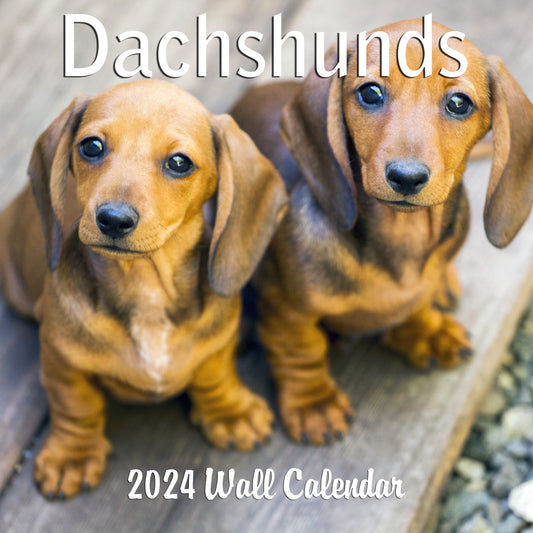 Discovering the Delightful World of Dachshunds