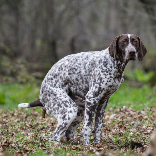 Why the 2024 Dumping Dogs Calendar is the Ultimate White Elephant Gift!