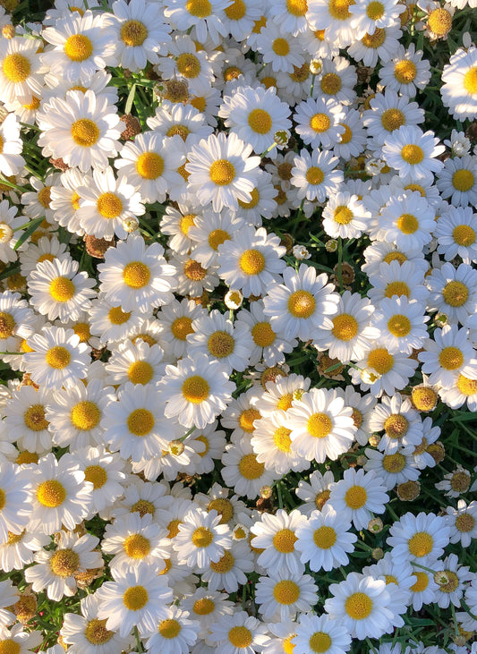 National Daisy Day - January 28th