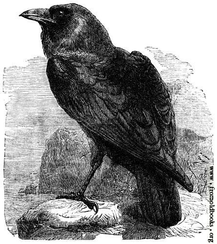 On This Day - Edgar Allen Poe Publishes "The Raven" 1/29/1845