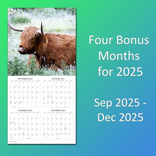 2026 Highland Cows Monthly Wall Calendar | 12" x 24" | Animals Calendar 2025-2026