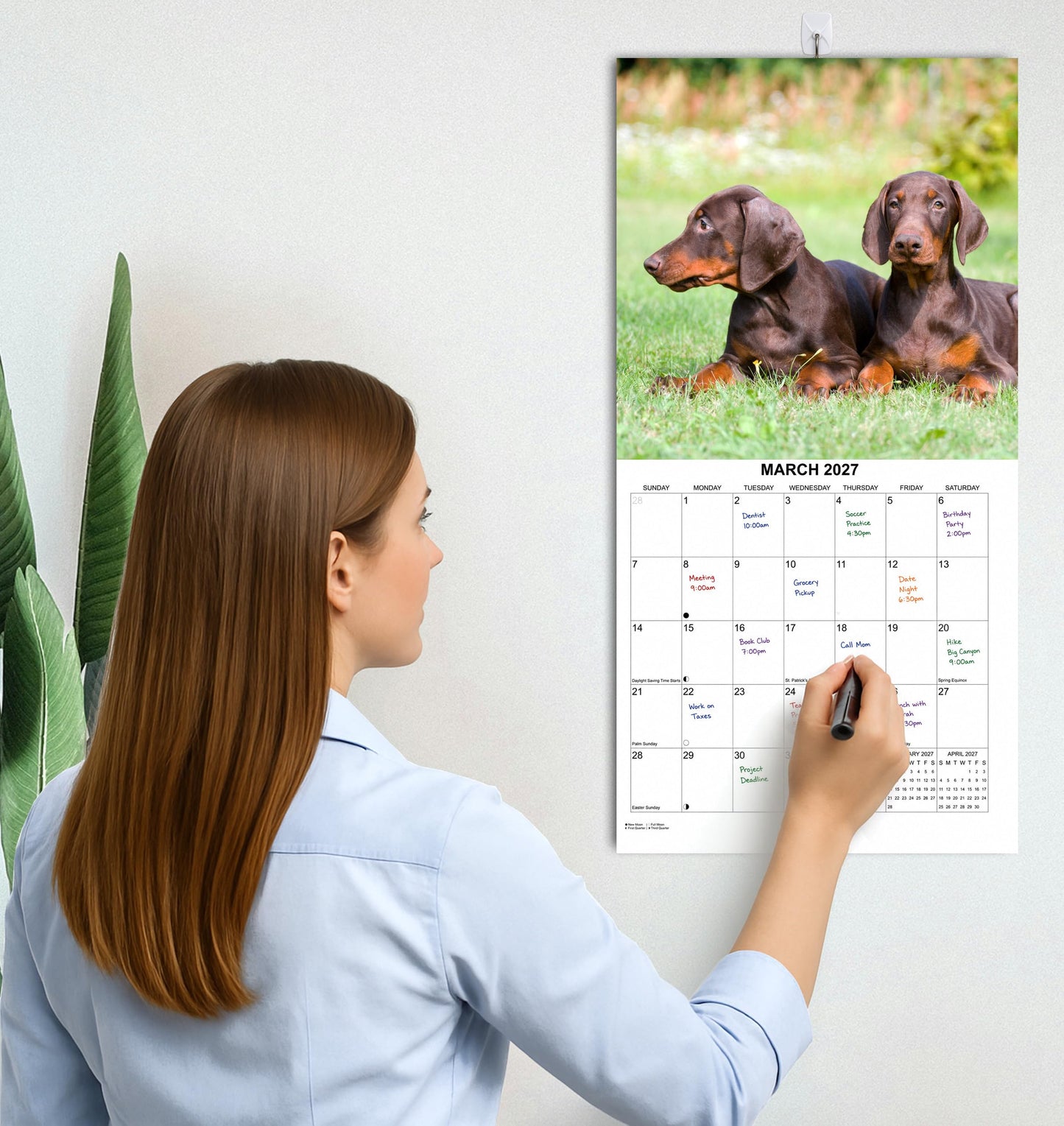 2027 Doberman Pinschers Monthly Wall Calendar | Dog Calendar September 2026 - December 2027