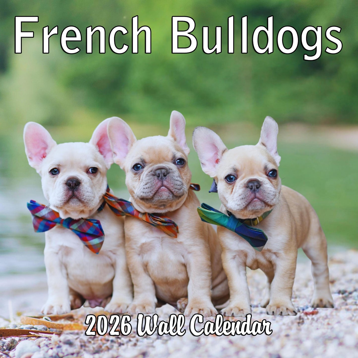 2026 French Bulldogs Monthly Hangable Wall Calendar | 12" x 24" | September 2025 - December 2026 Dog Calendar