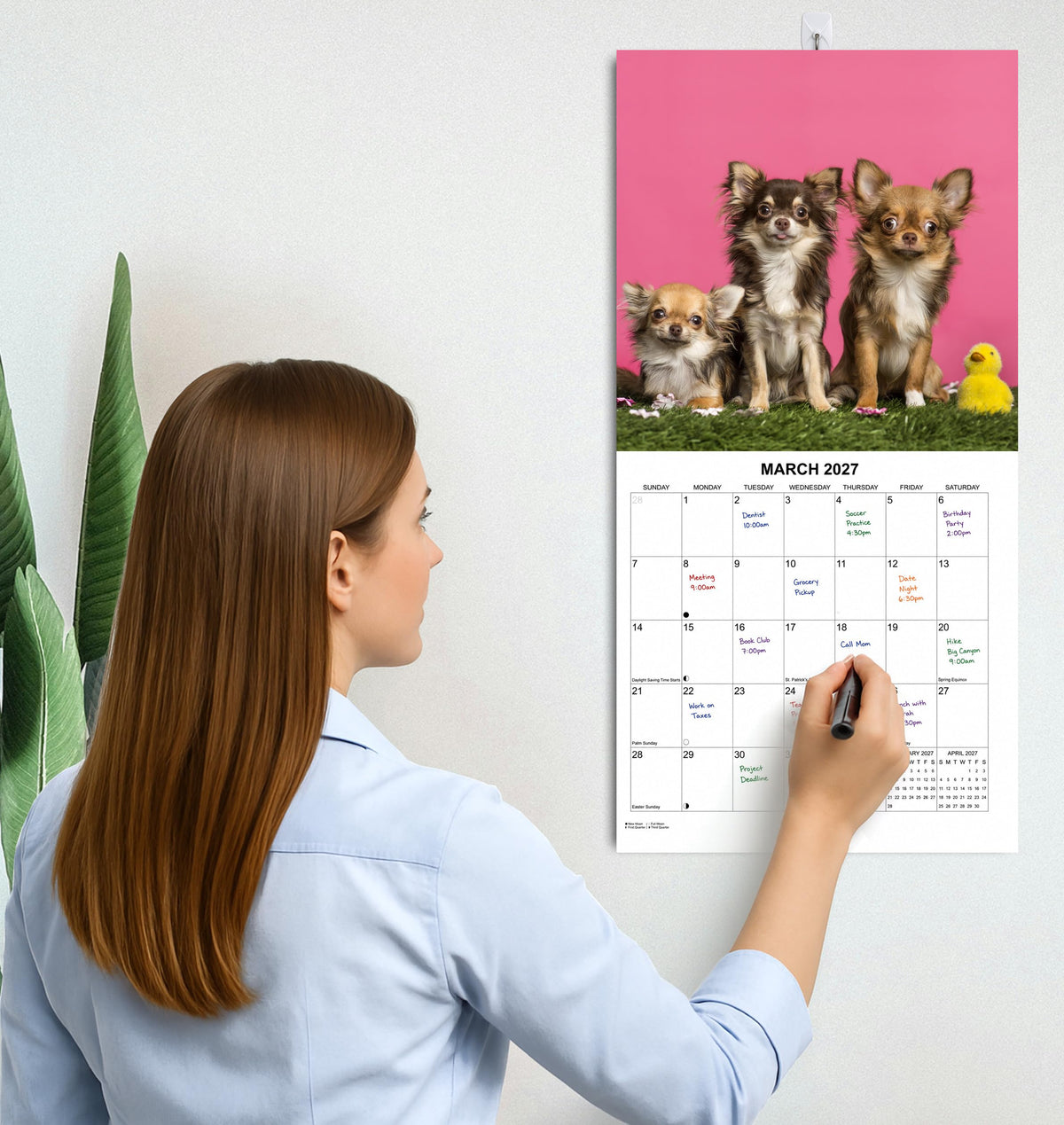 2027 Chihuahuas Monthly Wall Calendar | Cute Dogs Calendar September 2026 - December 2027