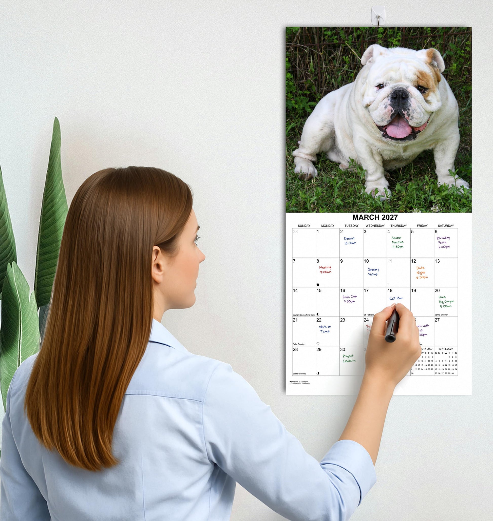 2027 English Bulldogs Monthly Wall Calendar | Cute Dogs Calendar September 2026 - December 2027
