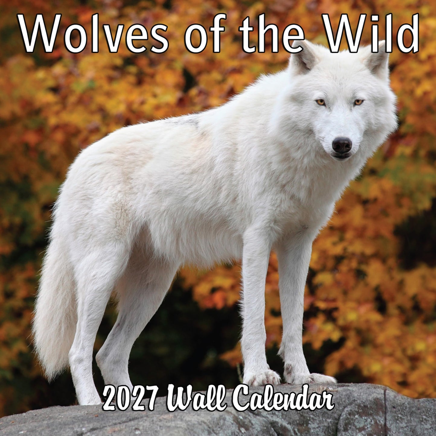 2027 Wolves of the Wild Monthly Wall Calendar | Wild Animals Calendar 2026-2027