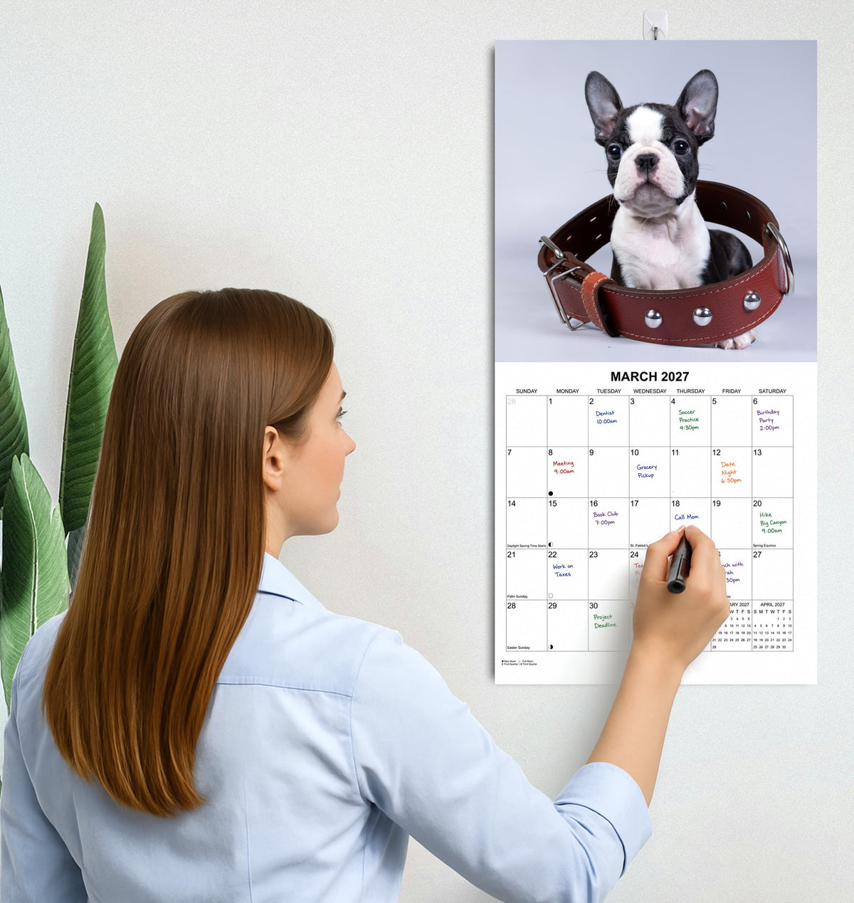 2027 Boston Terriers Monthly Wall Calendar | Dog Calendar September 2026- December 2027