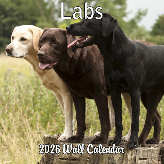 2026 Labs Monthly Wall Calendar | 12" x 24" | Labrador Retriever Dogs Calendar September 2025- December 2026