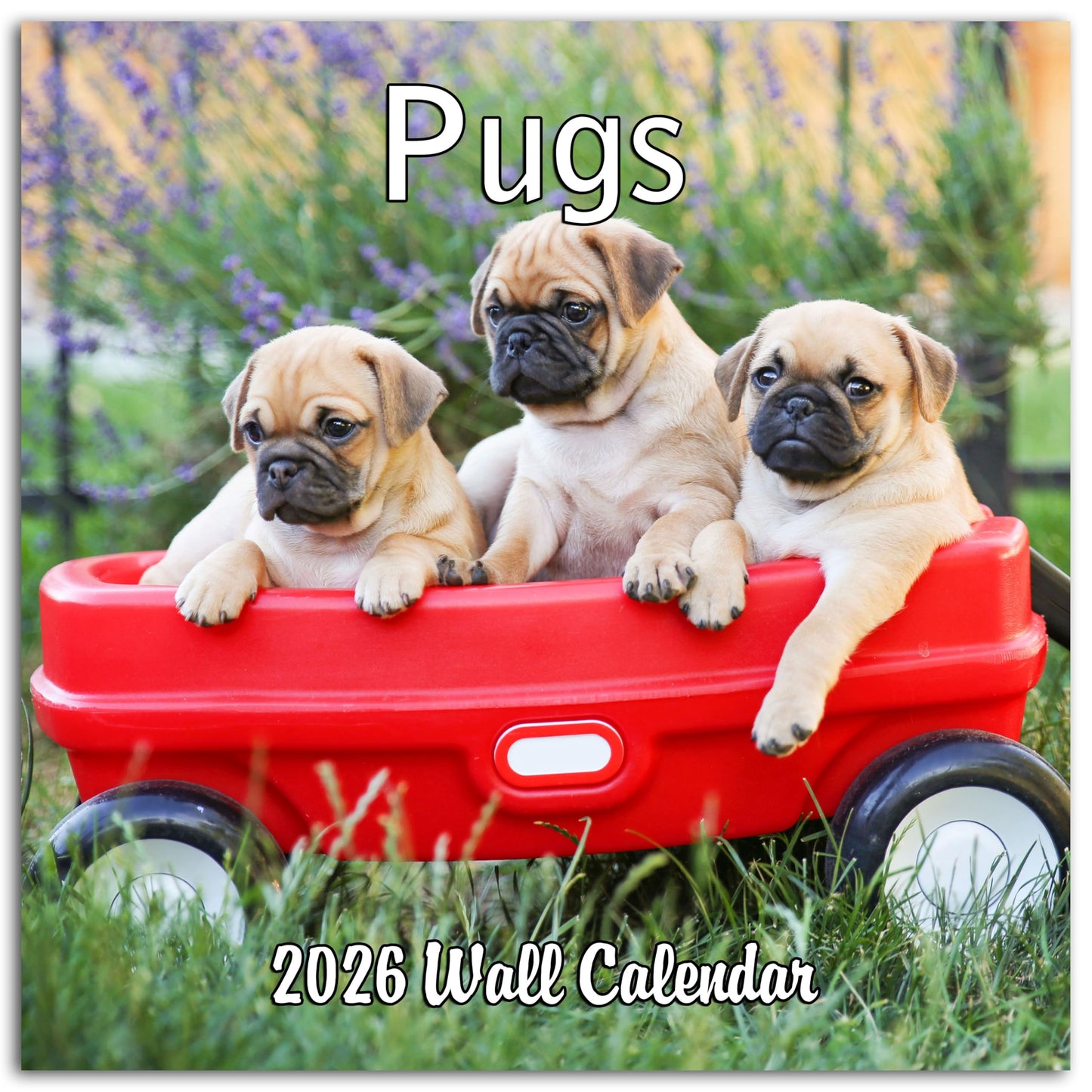 2026 Pugs Monthly Wall Calendar | 12" x 24" | Dog Calendar 2025-2026
