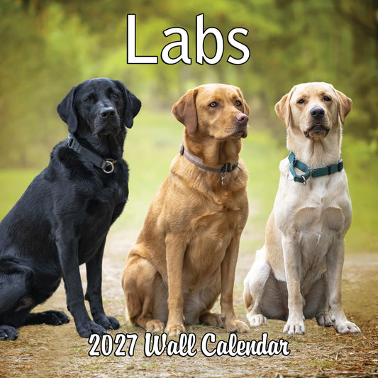 2027 Labs Monthly Wall Calendar | Labrador Retrievers Calendar September 2026 - December 2027