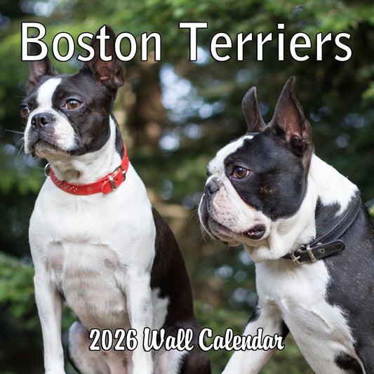 2026 Boston Terriers Monthly Wall Calendar | 12" x 24" | Dogs Calendar September 2025- December 2026