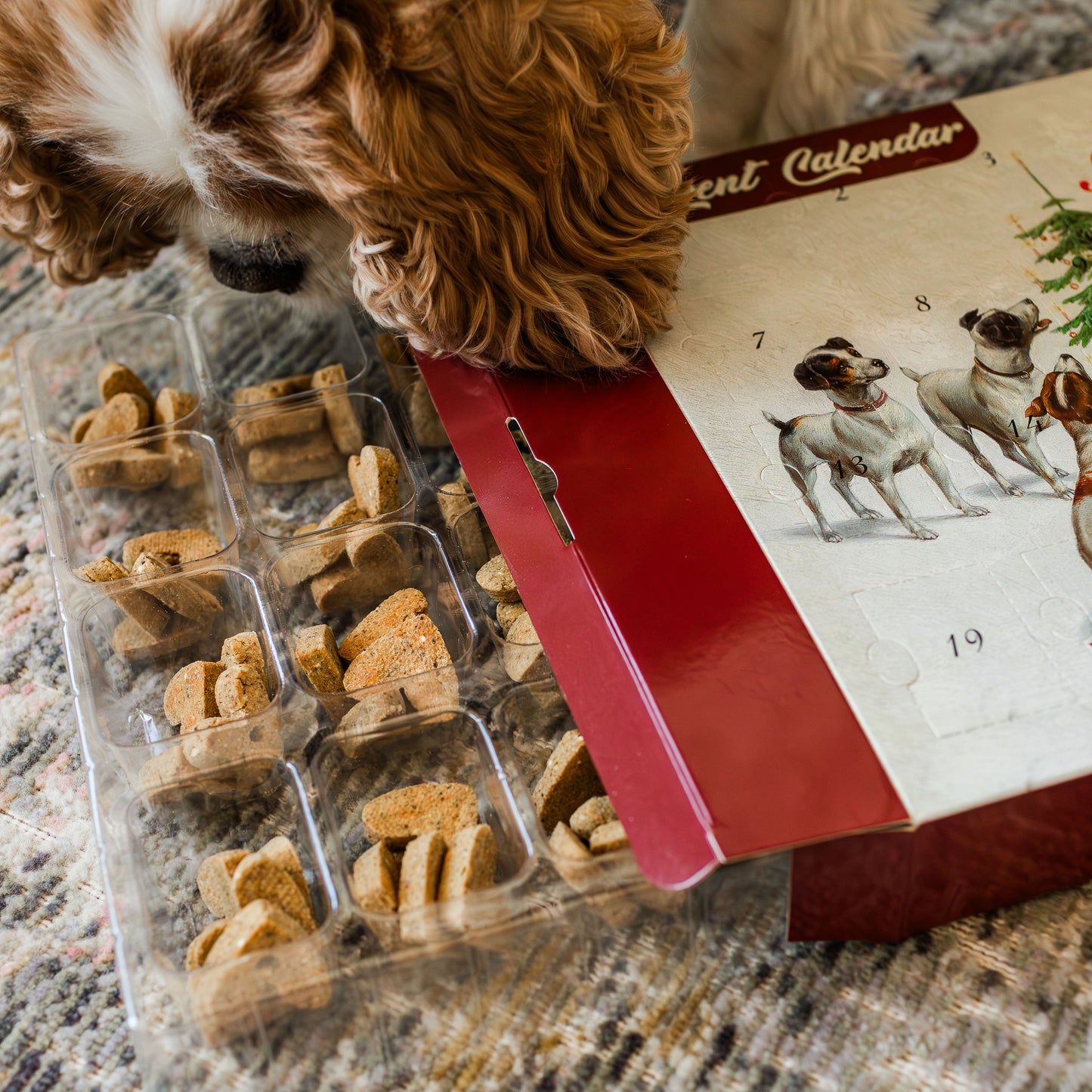 Tracy's Dog Advent Calendar – SP