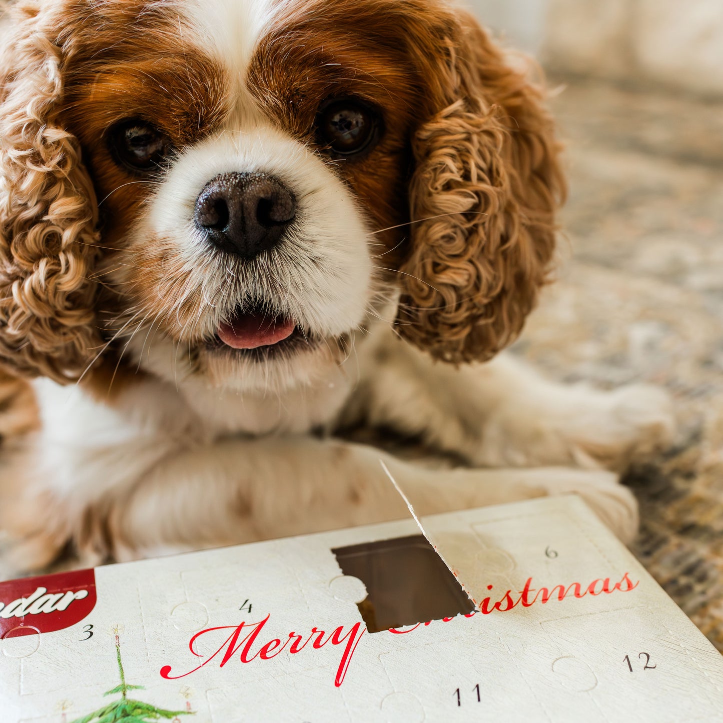 BLUE WOLF CALENDAR COMPANY Christmas Dog Advent Calendar for Dogs Grain Free Crunchy Peanut Butter Flavored Dog Treat Biscuits Dog Treat Advent Calendar  no