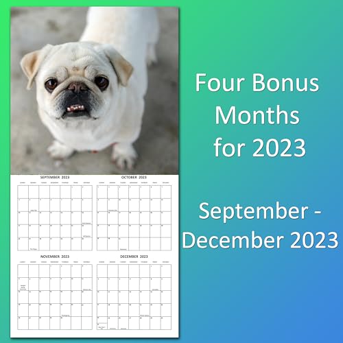 2024 Pugs Dogs Monthly Wall Calendar with Four Bonus Months from 2023 16-Month Calendar Starts in September 2023 until December 2024 12" x 24" (when open) 12" x 12" (when closed) Thick Sturdy Paper