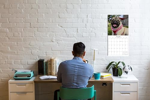 2024 Pugs Dogs Monthly Wall Calendar with Four Bonus Months from 2023 16-Month Calendar Starts in September 2023 until December 2024 12" x 24" (when open) 12" x 12" (when closed) Thick Sturdy Paper