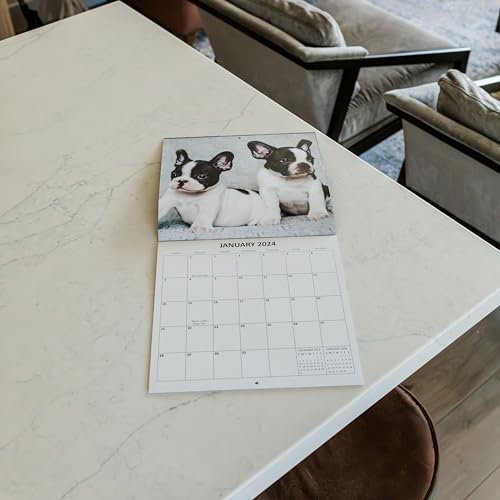 2024 French Bulldogs Monthly Hangable Wall Calendar with Four Bonus Months from 2023 16-Month Large Wall Calendar September 2023-2024 12" x 24" When Open Thick Sturdy Paper Giftable 2024 Dog Calendar