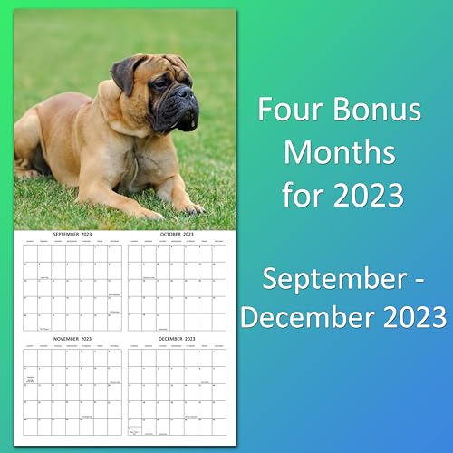 2024 Mastiffs Monthly Wall Calendar with Four Bonus Months from 2023 16-Month Large Wall Calendar September 2023-2024 12" x 24" When Open Thick Sturdy Paper Giftable 2024 Dog Calendar