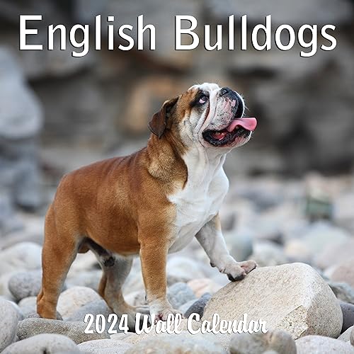 2024 English Bulldogs Hangable Wall Calendar with Four Bonus Months from 2023 16-Month Large Wall Calendar September 2023-2024 12" x 24" When Open Thick Sturdy Paper Giftable 2024 Dog Calendar