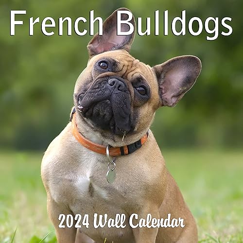 2024 French Bulldogs Monthly Hangable Wall Calendar with Four Bonus Months from 2023 16-Month Large Wall Calendar September 2023-2024 12" x 24" When Open Thick Sturdy Paper Giftable 2024 Dog Calendar