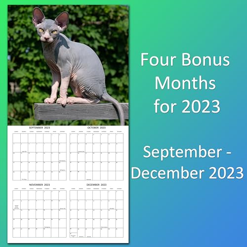 2024 Hairless Cats Monthly Hangable Wall Calendar with Four Bonus Months from 2023 16-Month Large Wall Calendar September 2023-2024 12" x 24" Thick Sturdy Paper Giftable 2024 Sphnyx Cat Calendar