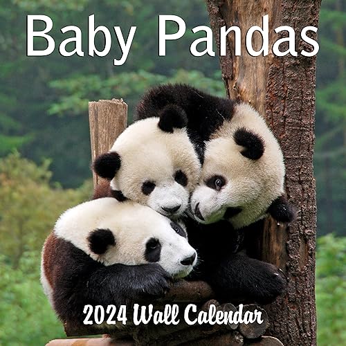 2024 Baby Pandas Monthly Hangable Wall Calendar with Four Bonus Months from 2023 16-Month Large Wall Calendar September 2023-2024 12" x 24" When Open Thick Sturdy Paper Giftable Animal 2024 Calendar