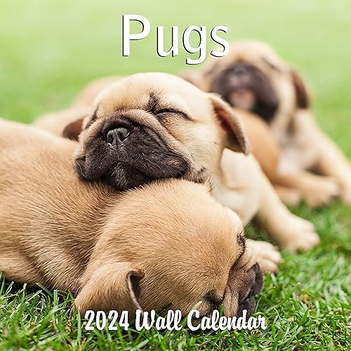 2024 Pugs Dogs Monthly Wall Calendar with Four Bonus Months from 2023 16-Month Calendar Starts in September 2023 until December 2024 12" x 24" (when open) 12" x 12" (when closed) Thick Sturdy Paper