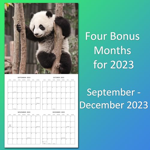 2024 Baby Pandas Monthly Hangable Wall Calendar with Four Bonus Months from 2023 16-Month Large Wall Calendar September 2023-2024 12" x 24" When Open Thick Sturdy Paper Giftable Animal 2024 Calendar