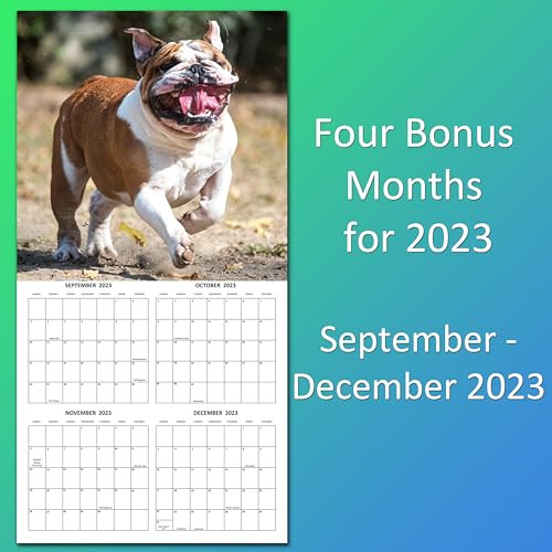 2024 English Bulldogs Hangable Wall Calendar with Four Bonus Months from 2023 16-Month Large Wall Calendar September 2023-2024 12" x 24" When Open Thick Sturdy Paper Giftable 2024 Dog Calendar
