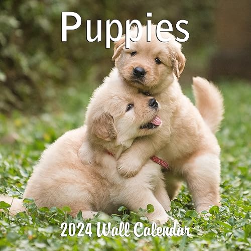 2024 Puppies Dogs Monthly Wall Calendar with Four Bonus Months from 2023 16-Month Calendar Starts in September 2023 until December 2024 12" x 24" (when open) 12" x 12" (when closed) Thick Sturdy Paper