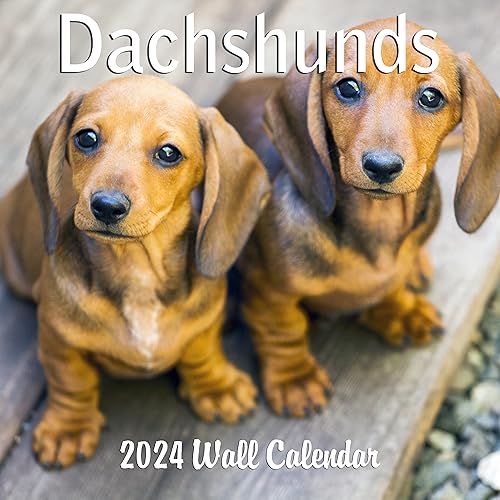 2024 Dachshund Weiner Dogs Monthly Wall Calendar with Four Bonus Months from 2023 16-Month Calendar Starts in September 2023 until December 2024 12" x 24" (when open) 12" x 12" (when closed) Thick Sturdy Paper