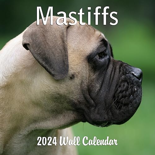 2024 Mastiffs Monthly Wall Calendar with Four Bonus Months from 2023 16-Month Large Wall Calendar September 2023-2024 12" x 24" When Open Thick Sturdy Paper Giftable 2024 Dog Calendar