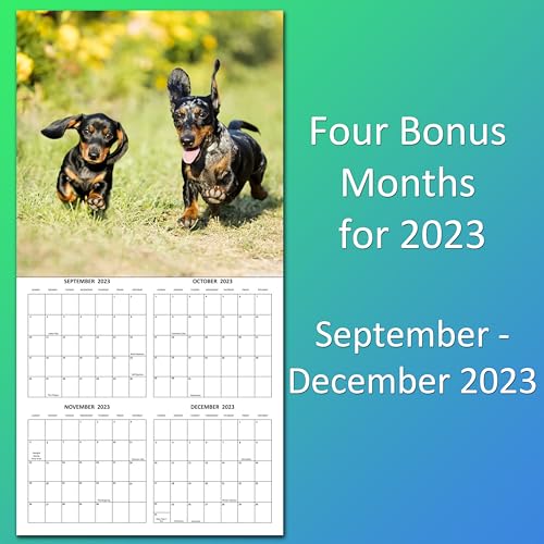2024 Dachshund Weiner Dogs Monthly Wall Calendar with Four Bonus Months from 2023 16-Month Calendar Starts in September 2023 until December 2024 12" x 24" (when open) 12" x 12" (when closed) Thick Sturdy Paper