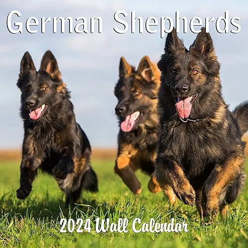 2024 German Shepherds Dogs Monthly Wall Calendar with Four Bonus Months from 2023 16-Month Calendar Starts in September 2023 until December 2024 12" x 24" (when open) 12" x 12" (when closed) Thick Sturdy Paper