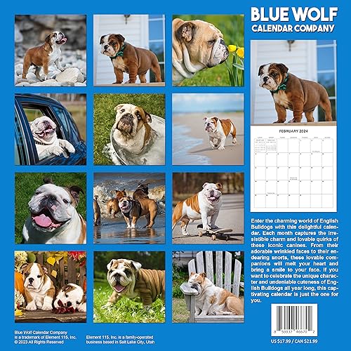 2024 English Bulldogs Hangable Wall Calendar with Four Bonus Months from 2023 16-Month Large Wall Calendar September 2023-2024 12" x 24" When Open Thick Sturdy Paper Giftable 2024 Dog Calendar