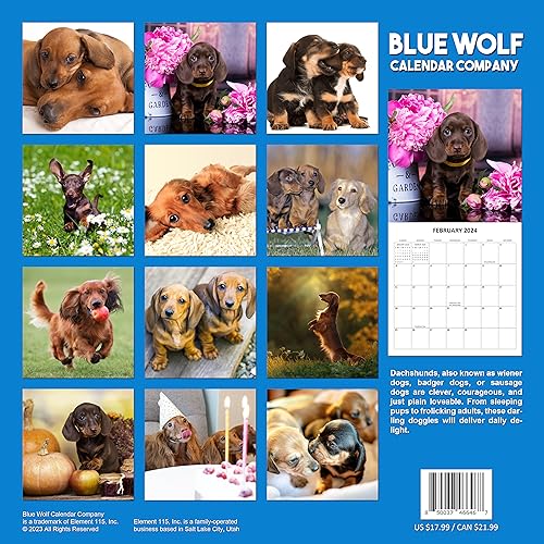 2024 Dachshund Weiner Dogs Monthly Wall Calendar with Four Bonus Months from 2023 16-Month Calendar Starts in September 2023 until December 2024 12" x 24" (when open) 12" x 12" (when closed) Thick Sturdy Paper