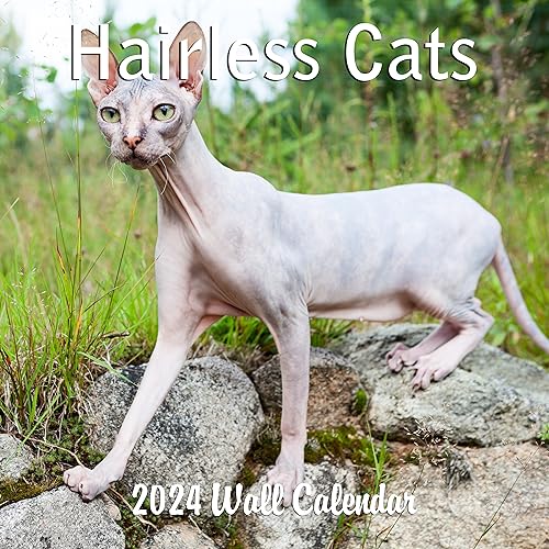2024 Hairless Cats Monthly Hangable Wall Calendar with Four Bonus Months from 2023 16-Month Large Wall Calendar September 2023-2024 12" x 24" Thick Sturdy Paper Giftable 2024 Sphnyx Cat Calendar